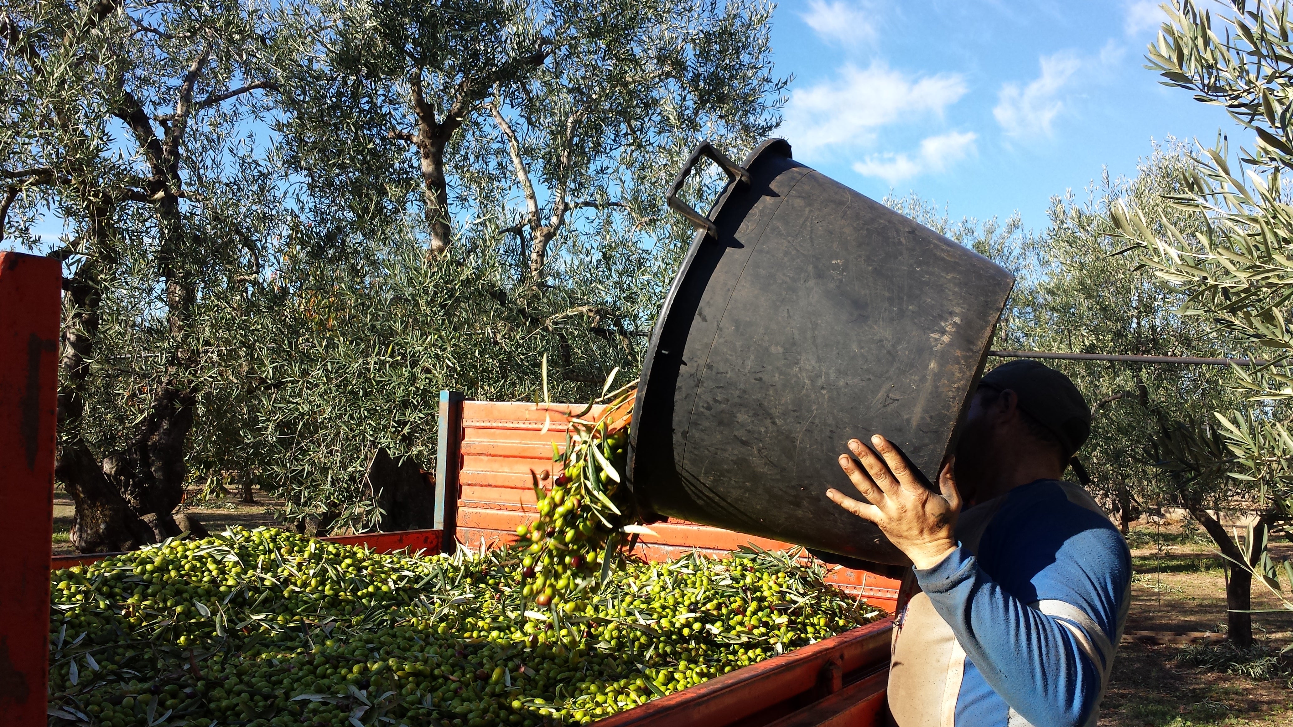 Gran Pregio Bio Peranzana-raccolta